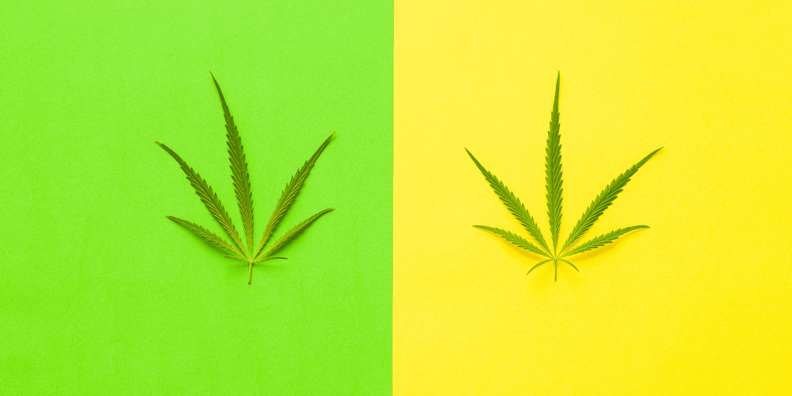 cannabis leaves on green and yellow backgrounds