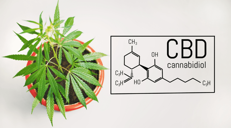 cannabis plant and chemistry profile of CBD