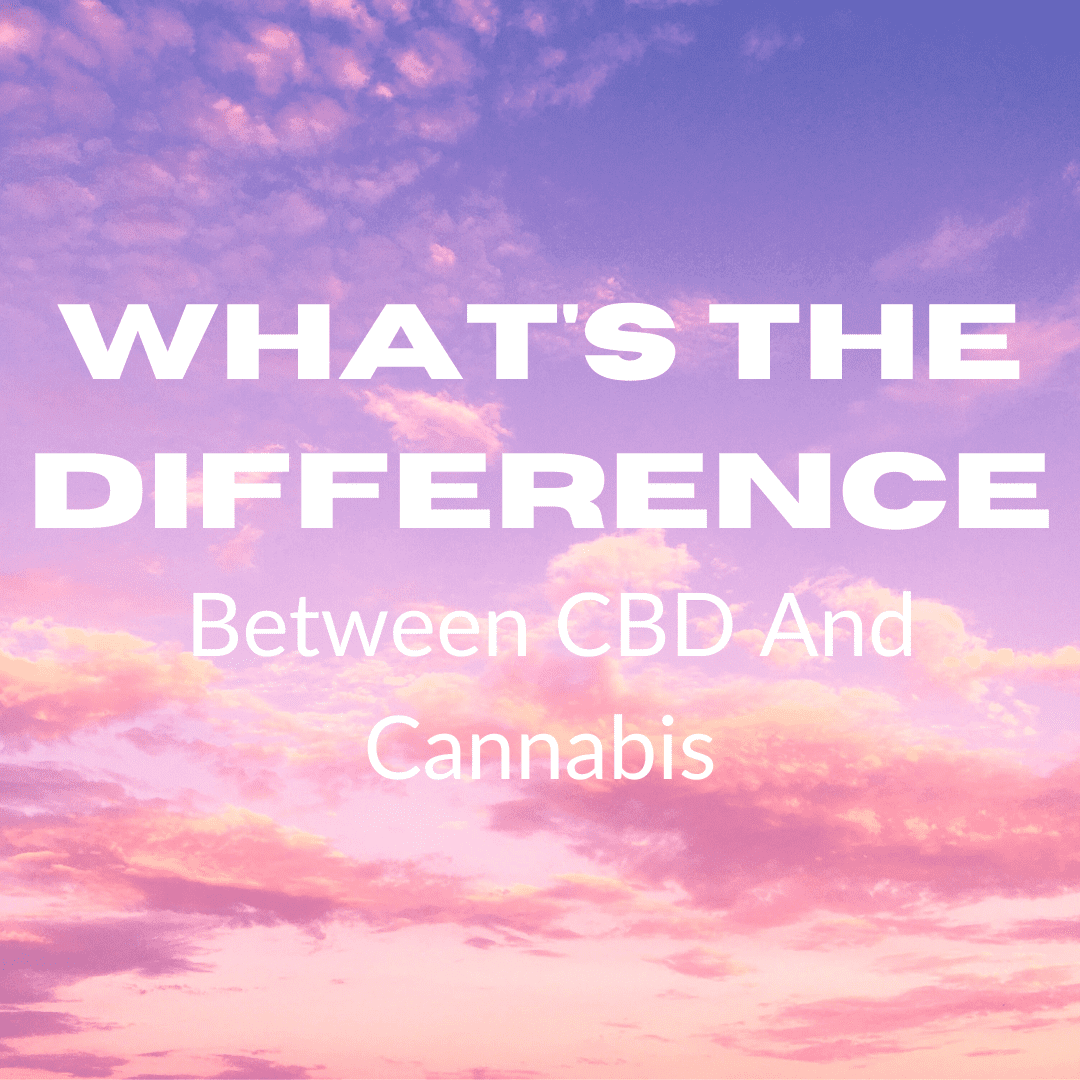 Featured image for “What’s The Difference Between CBD And Cannabis”