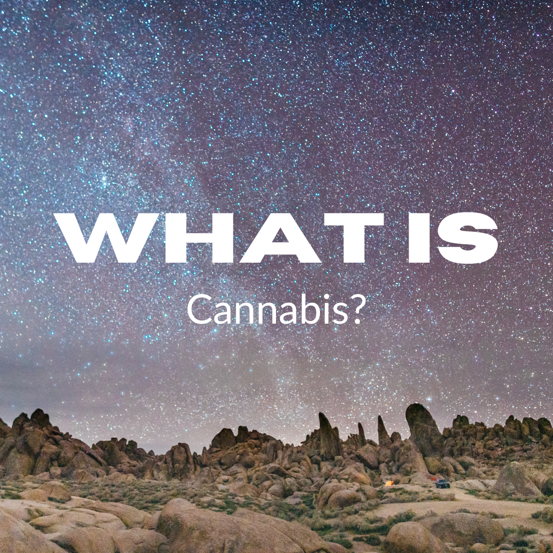 Featured image for “What Is Cannabis?”