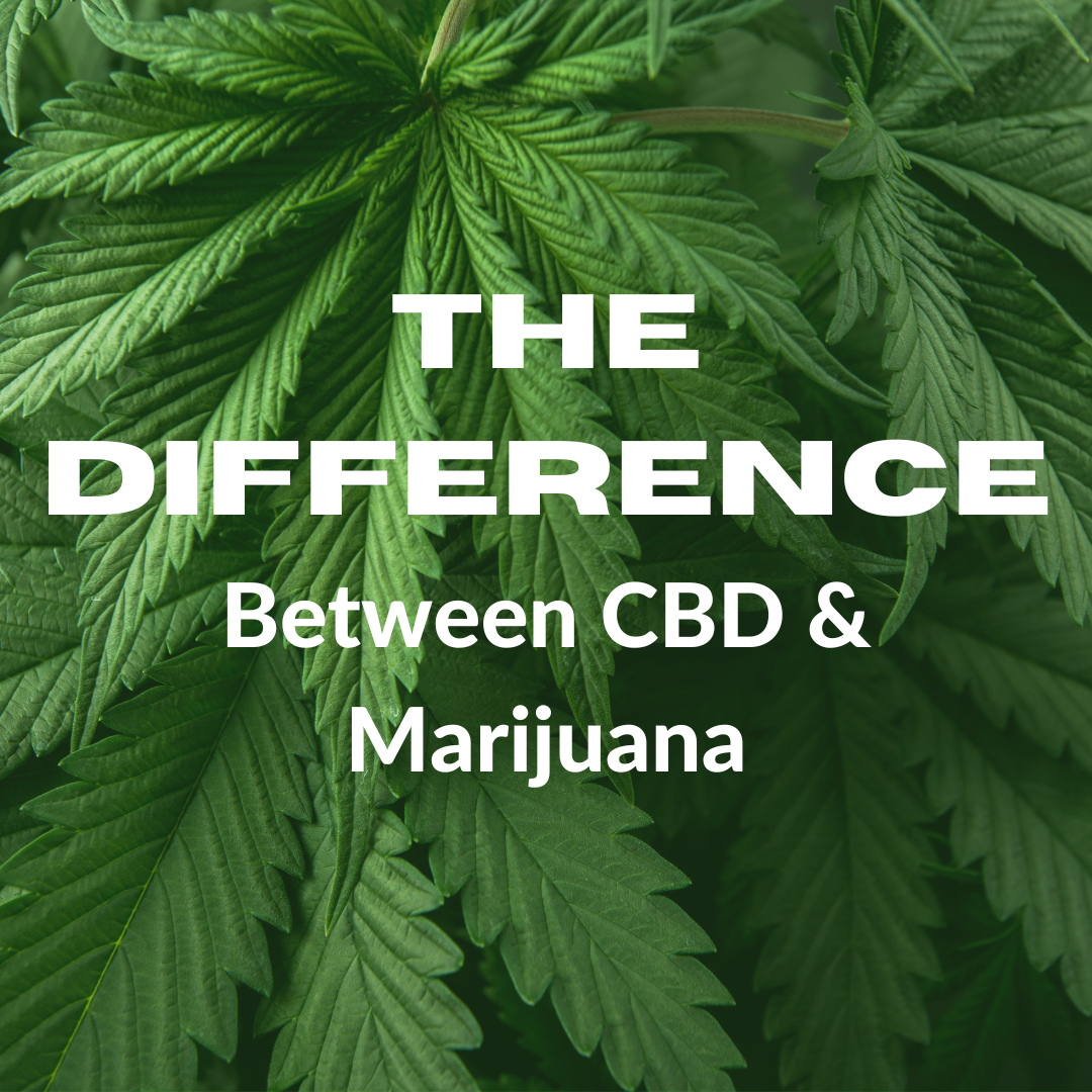 Featured image for “What is the Difference between CBD and Marijuana?”