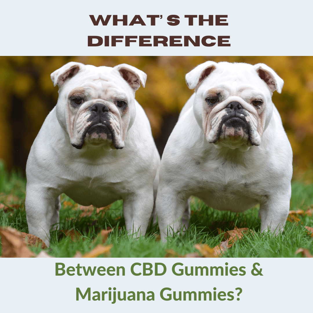 Featured image for “What’s the difference between CBD gummies and marijuana gummies?”