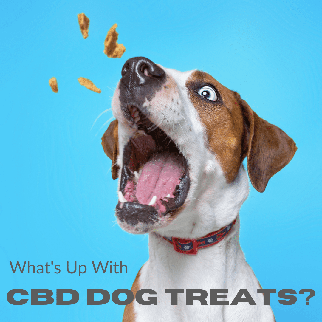 What's up with CBD Dog Treats? - text overlaying image of a dog eating CBD dog treats