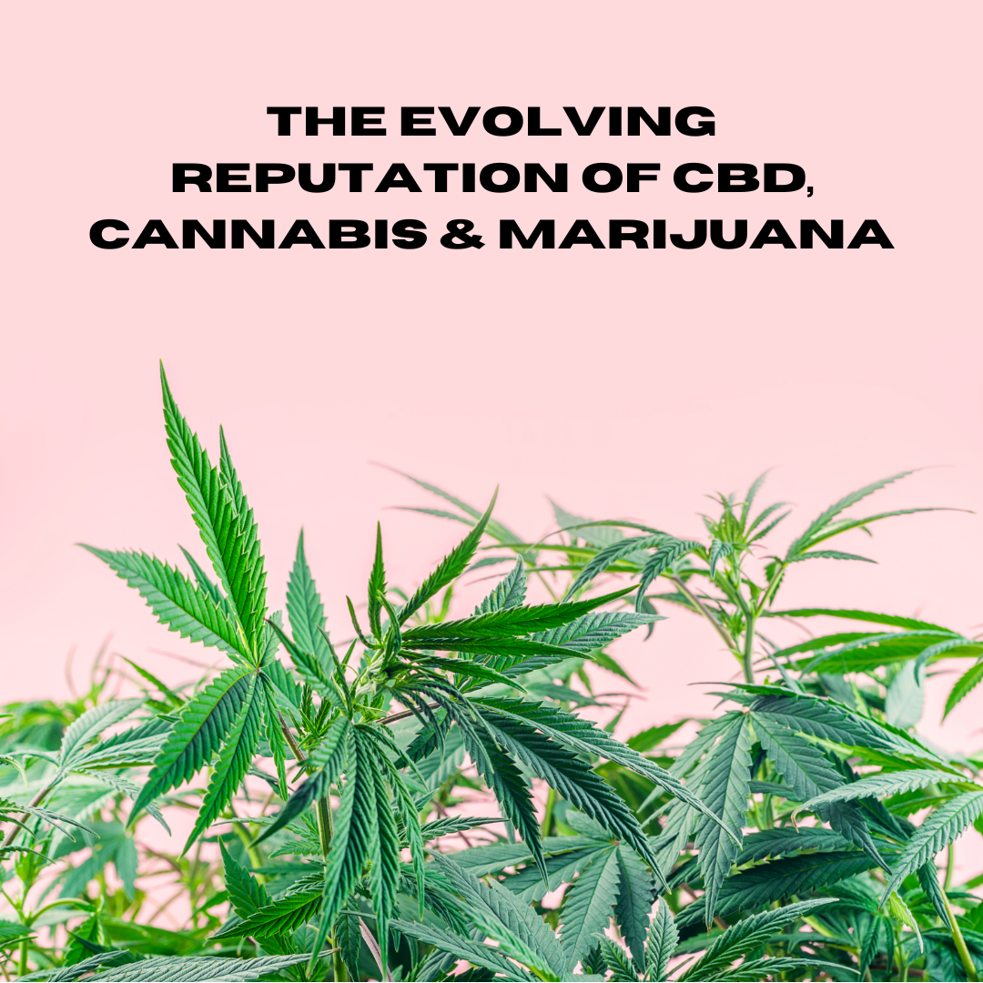 Featured image for “The Evolving Reputation of CBD, Cannabis, and Marijuana”