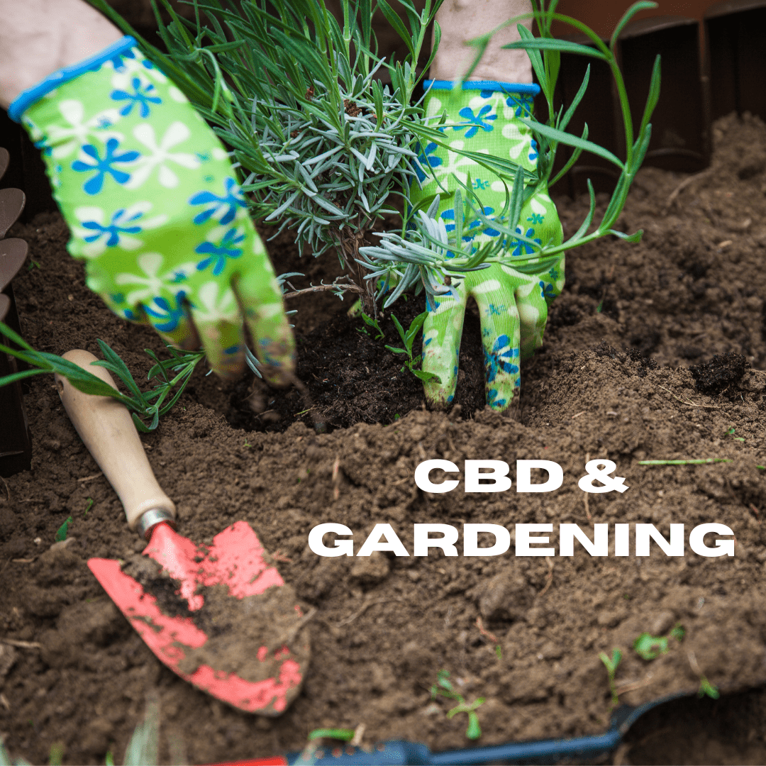Featured image for “CBD & Gardening”