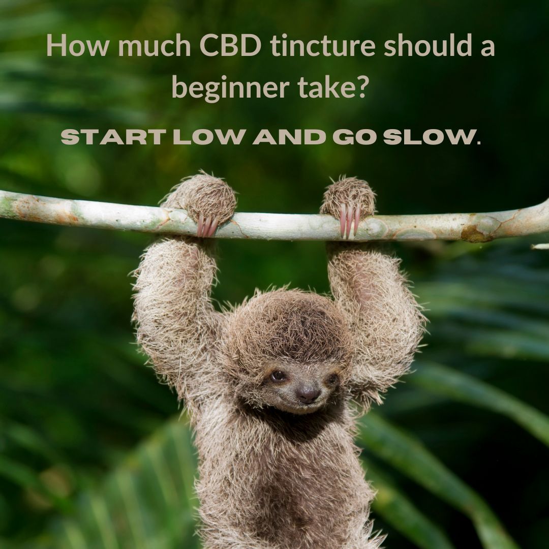 How much CBD tincture should a beginner take?