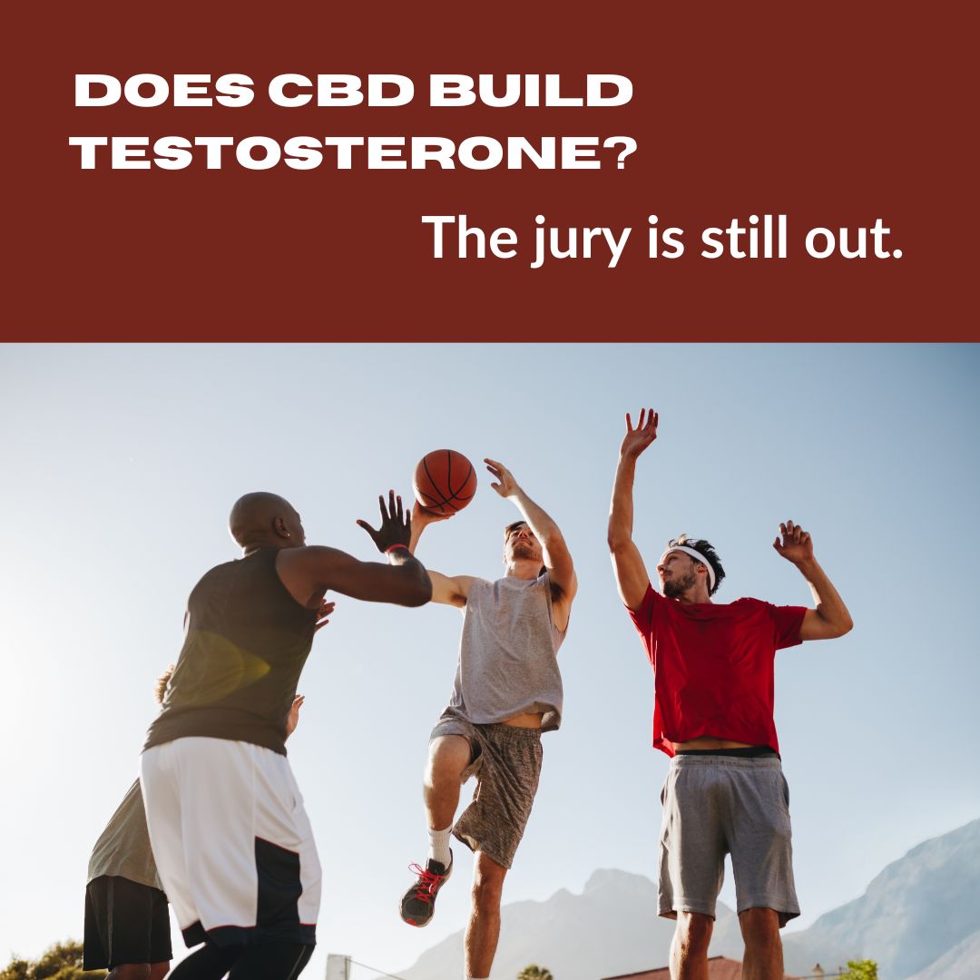 Featured image for “Does CBD build testosterone?”