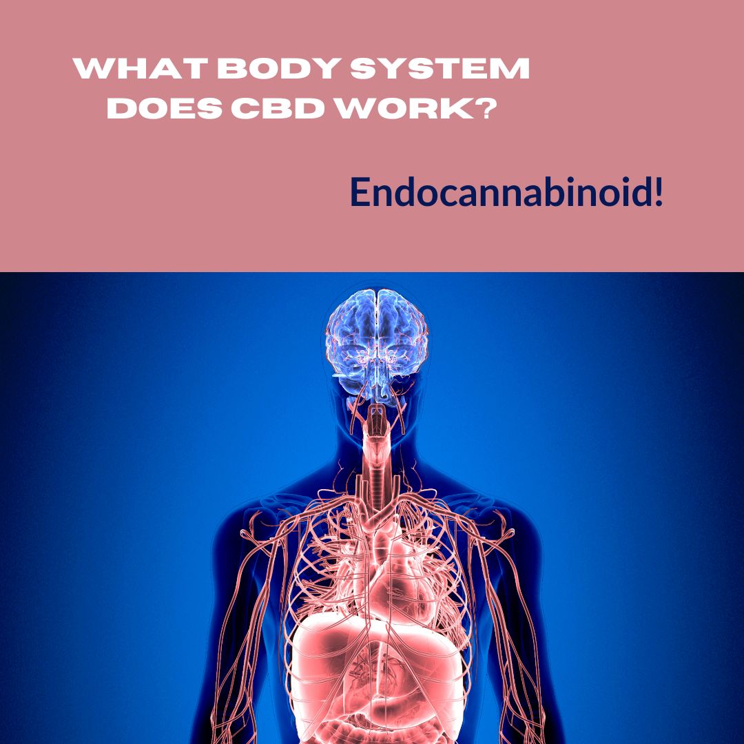 What body system does CBD work?