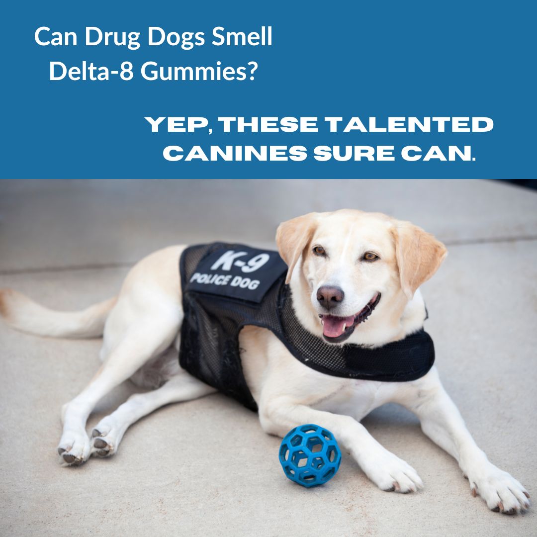 Featured image for “Can Drug Dogs Smell Delta-8 Gummies?”