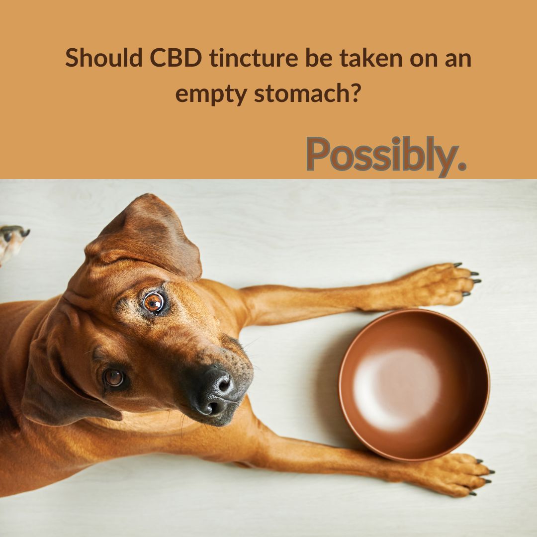 Should CBD tincture be taken on an empty stomach?