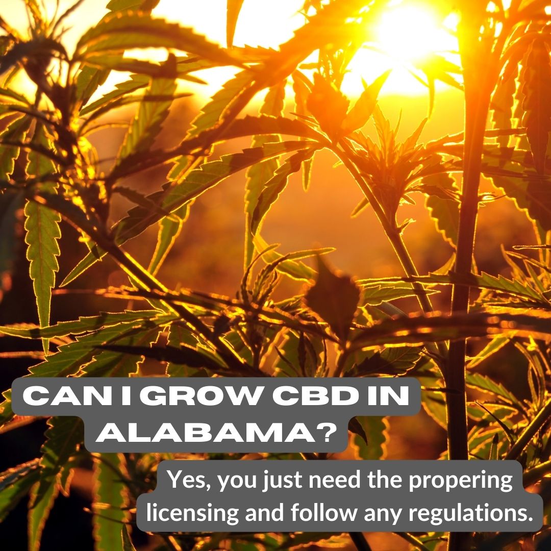 Can I grow CBD in Alabama?