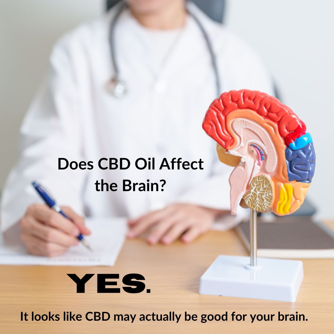 Featured image for “Does CBD Oil Affect the Brain?”