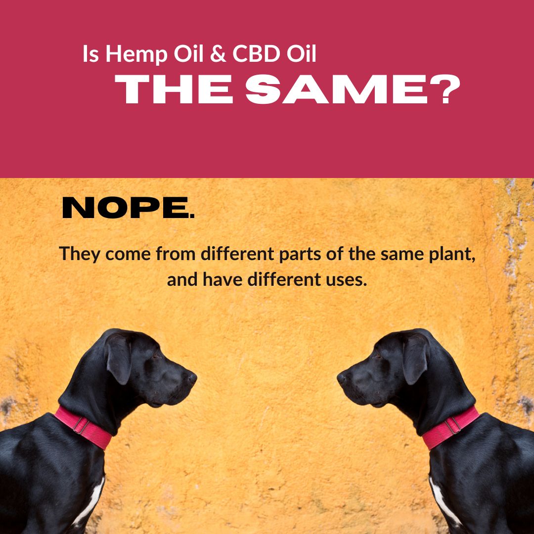 Is Hemp Oil & CBD Oil the Same [The Difference Between Hemp Seed Oil and CBD Oil]?
