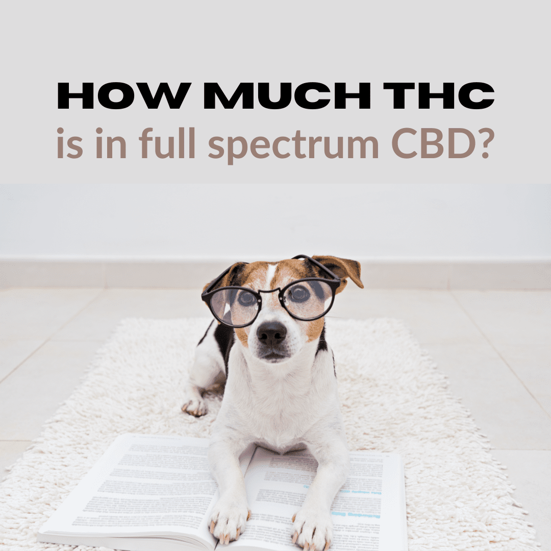 Featured image for “How Much THC is in Full Spectrum CBD?”