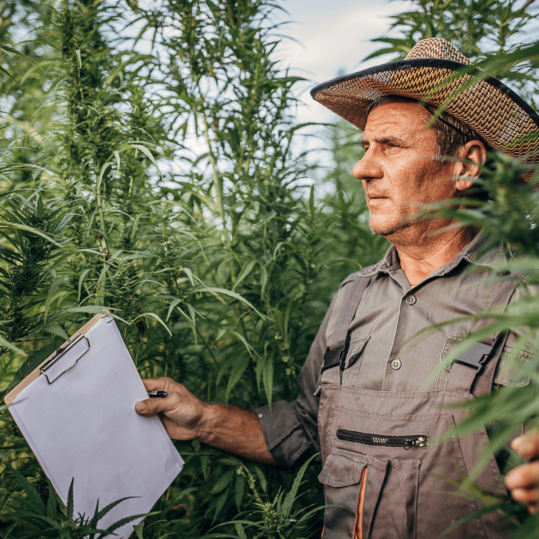 Hemp vs Tobacco